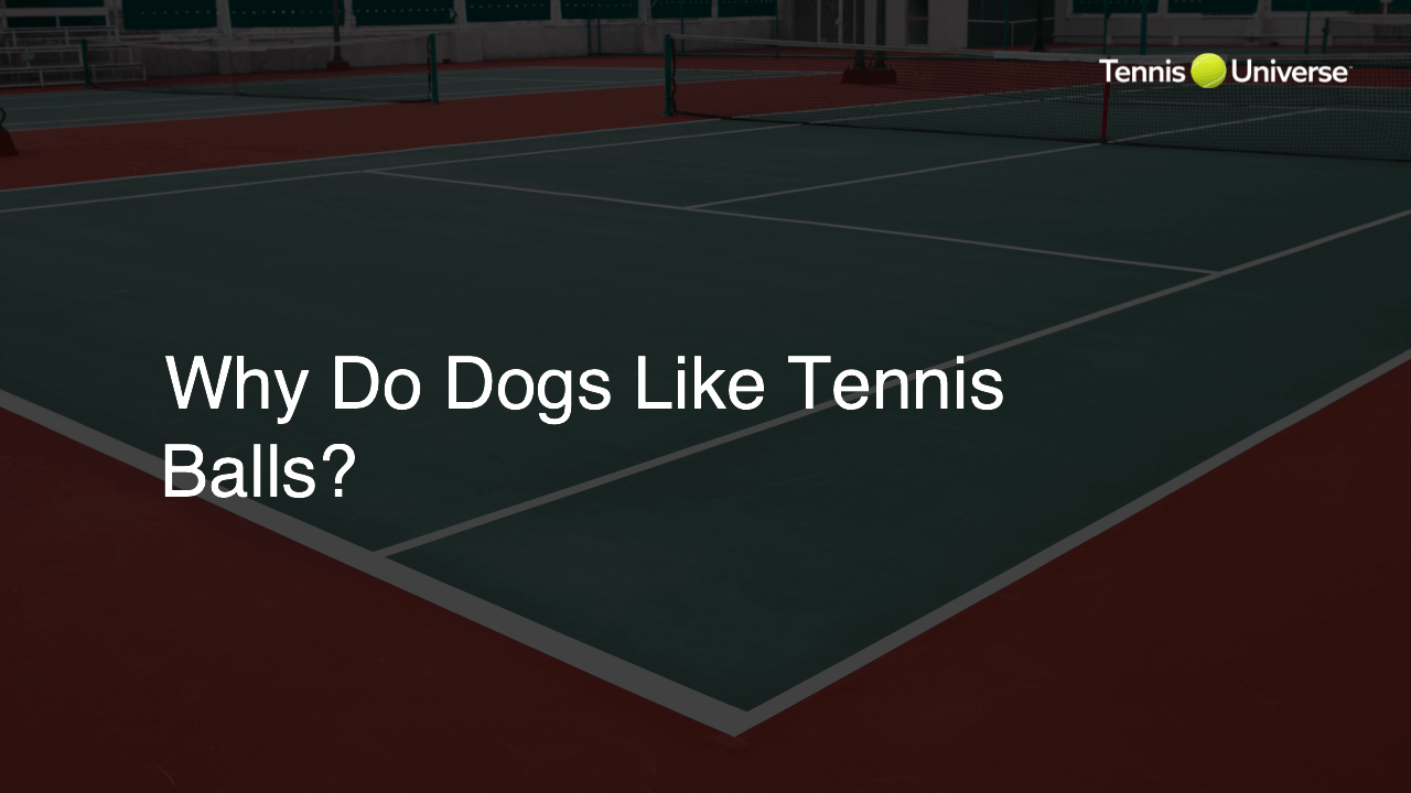 Why Do Dogs Like Tennis Balls?